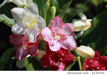 Nishiki woogie 6158785