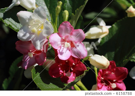 Nishiki woogie Nishiki woogie 6158788