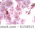 紅枝 6158915