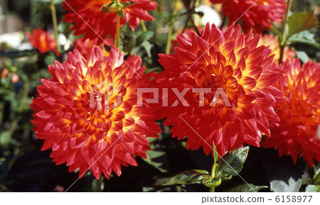 Dalia Kinshu Dalia Kinshu 6158977