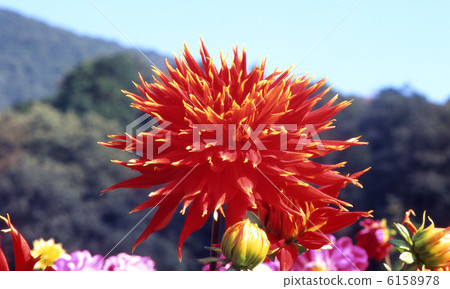 Dahlijohnter Dahlijohnter 6158978