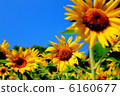 Sunflower field 6160677