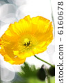 Poppy 6160678