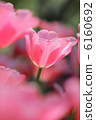 Pink tulip 6160692