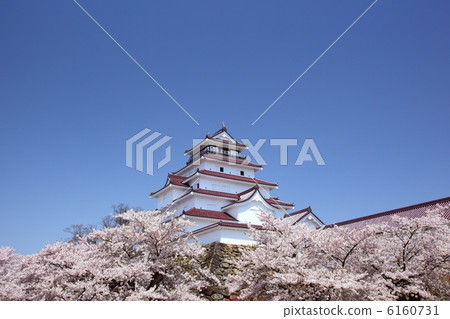 敦賀城堡和櫻花 6160731