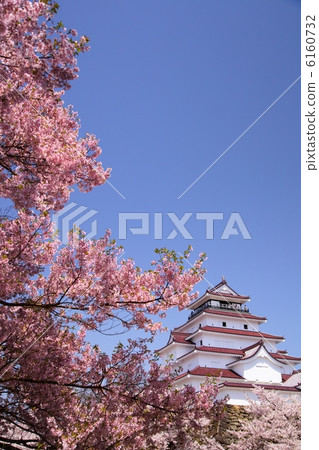 福島縣櫻花和敦賀城市會津若松市 福島縣櫻花和敦賀城市會津若松市 6160732