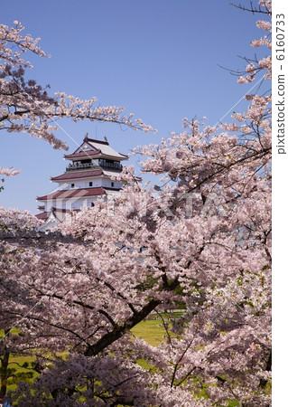 櫻花和敦賀城堡 櫻花和敦賀城堡 6160733