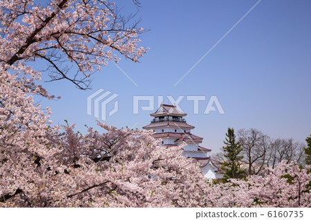 福島縣櫻花和會津若松城會津若松市 6160735