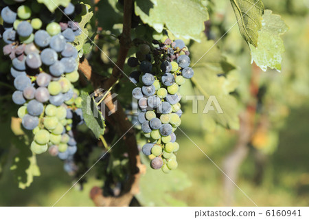 Grape for wine Grape for wine 6160941