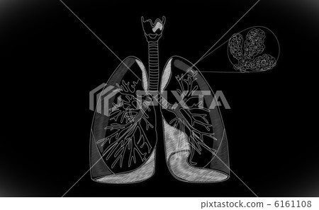 Human Lung structure Human Lung structure 6161108