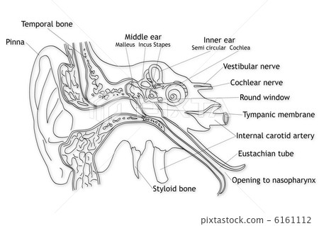 Human Ear structure Human Ear structure 6161112