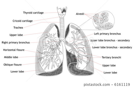 Human Lung structure Human Lung structure 6161119