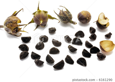 Wednesday morning glory seed Wednesday morning glory seed 6161290