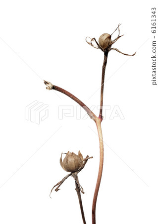 牽牛花種子 6161343