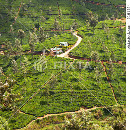 Tea plantation Tea plantation 6161354
