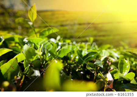 Tea plantation 6161355