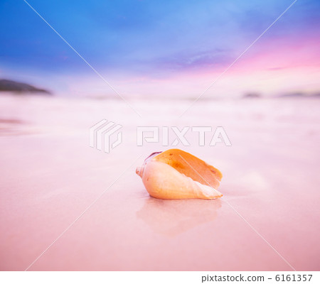 Shell Shell 6161357