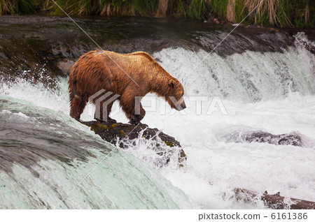 Bear on Alaska 6161386