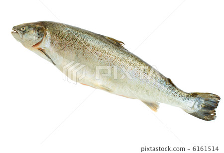 Atlantic Salmon Atlantic Salmon 6161514