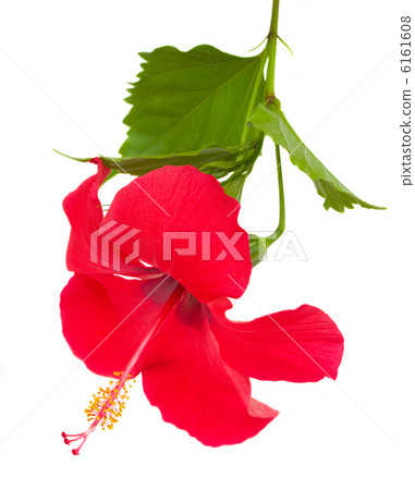 red hibiscus flower 6161608
