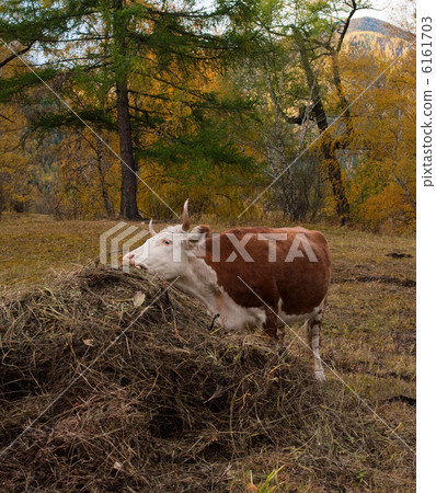 Eating cow Eating cow 6161703