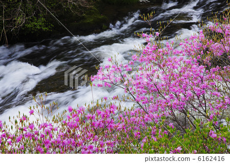 Dragonfly Mizuba azalea blooming crown waterfall Dragonfly Mizuba azalea blooming crown waterfall 6162416