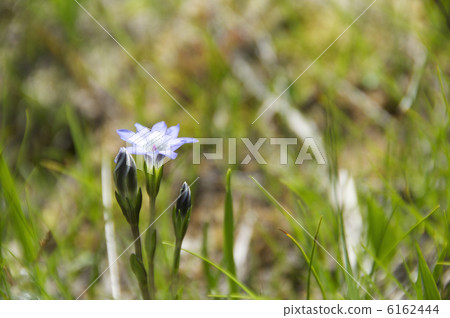 Tateyama Gentian Tateyama Gentian 6162444
