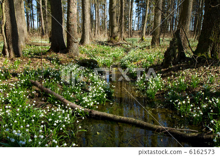 snowflake snowflake 6162573