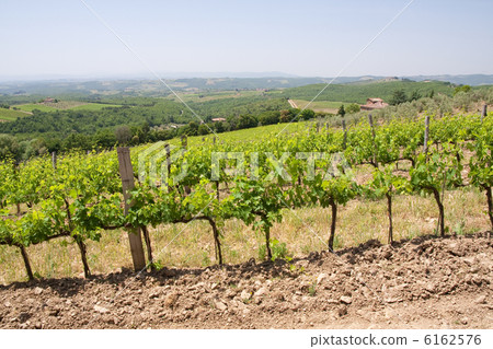 Typical Tuscan landscape 6162576