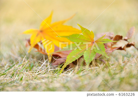Fallen leaves  6163226