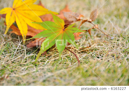 Fallen leaves  6163227