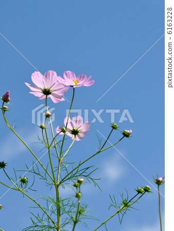 Cosmos 6163228