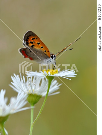 Wild flowers and Bennisimi Wild flowers and Bennisimi 6163229