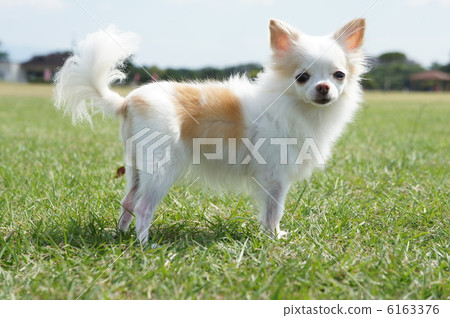 Chihuahuas and lawn 2 6163376
