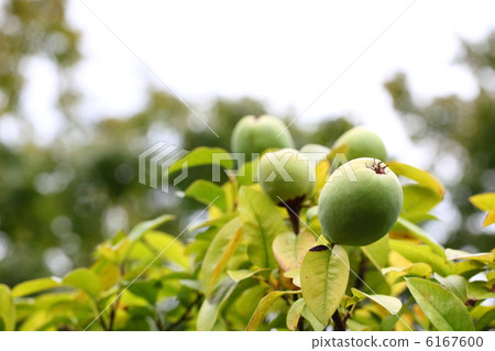 卡琳的果實 6167600