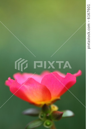Portulaca 6167601