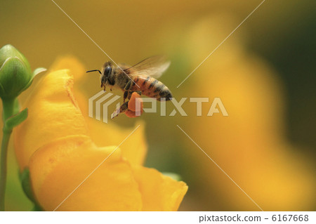 Bee's Flying Flowers carrying pollen dumplings on pollen cages of the hind legs are golden plums 6167668