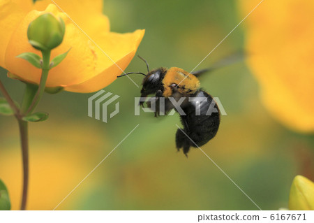 Bumblebee flight floral is golden plum Bumblebee flight floral is golden plum 6167671