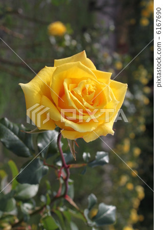 Yellow rose 6167690