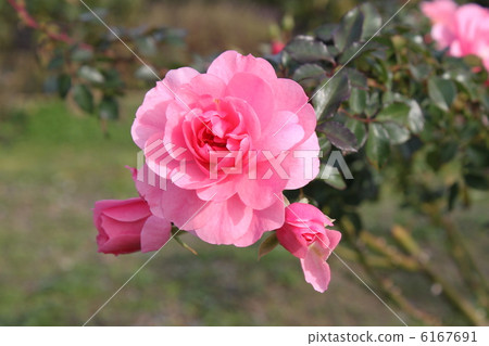 Rose of pink 6167691