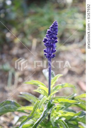 Blue salvia 6167692