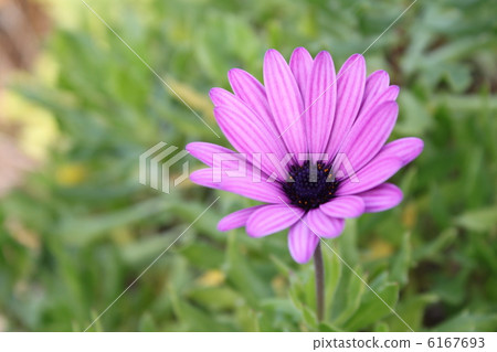 藍眼菊 藍眼菊 6167693