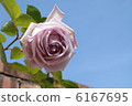 光玫瑰玫瑰 6167695