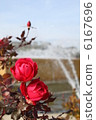 一朵紅玫瑰 6167696