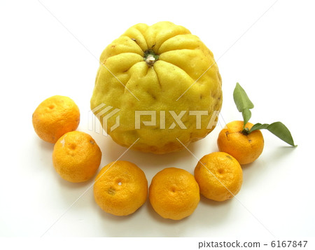 Big Yuzu Lion Yuzu - Stock Photo [6167847] - PIXTA
