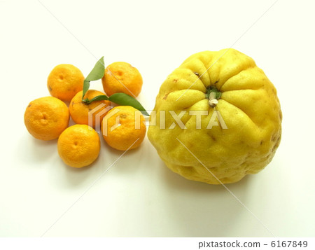 大柚子獅子柚子 大柚子獅子柚子 6167849