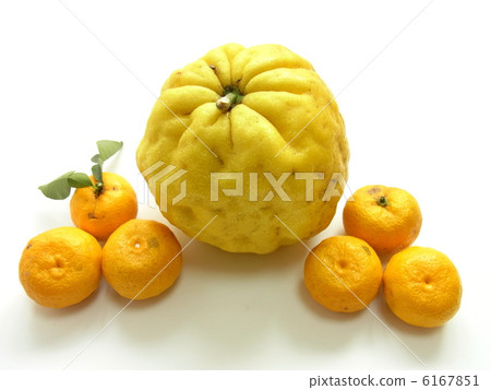 Big Yuzu Lion Yuzu 6167851