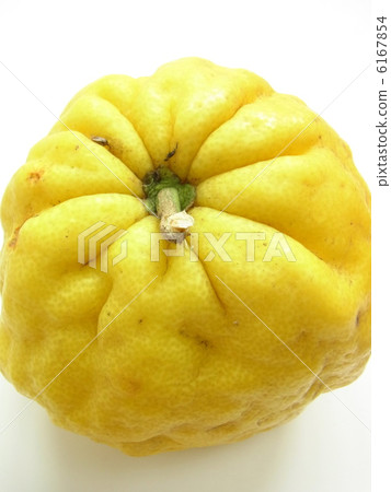 Big Yuzu Lion Yuzu 6167854