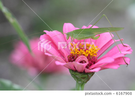 Tunbush and Besshi 6167908