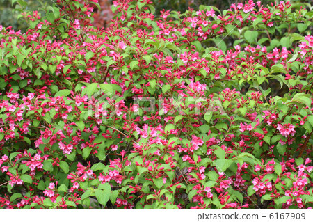 Weigela Weigela 6167909